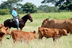 Se requiere cuidadores para finca